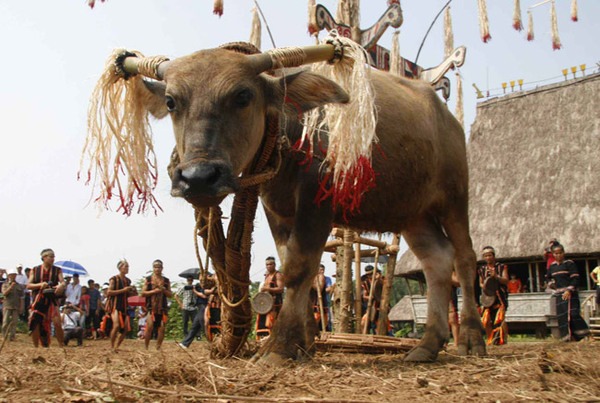 Lễ hội đâm trâu