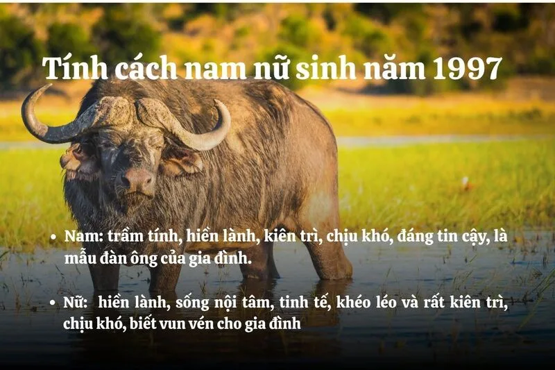 Người Đinh Sửu thường chăm chỉ, sống nội tâm, có trách nhiệm và khá kiên trì